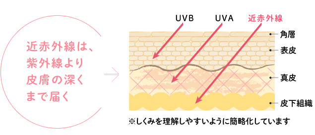 近赤外線は、紫外線より皮膚の深くまで届く
