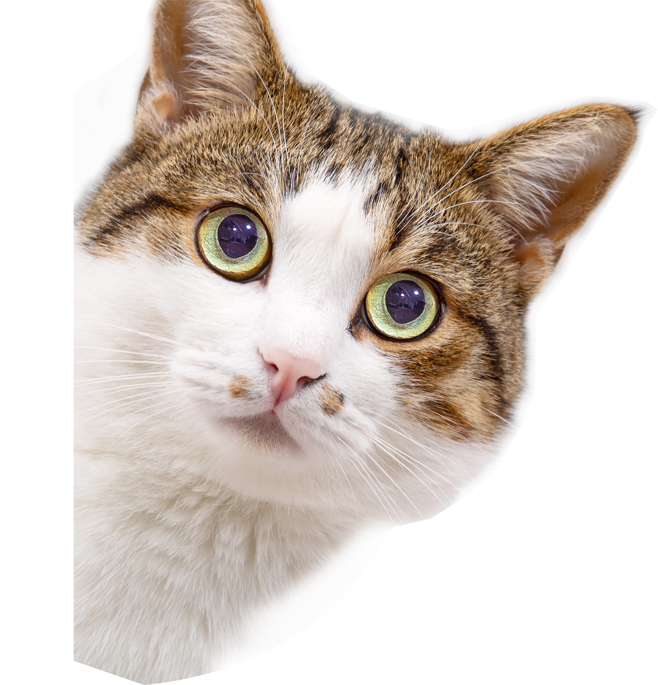 ねころりんメインビジュアル：とらねこ